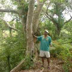 an Ironwood Tree