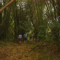 hiking through bamboo forests