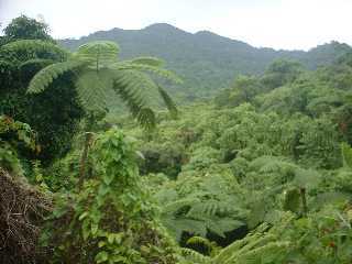 trough rainforests