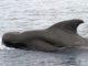 Pilot Whales In Fiji