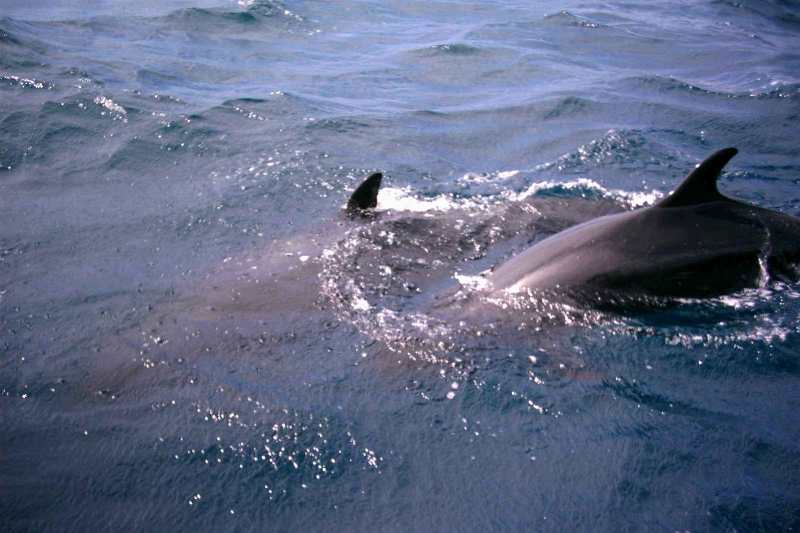 false killer whales