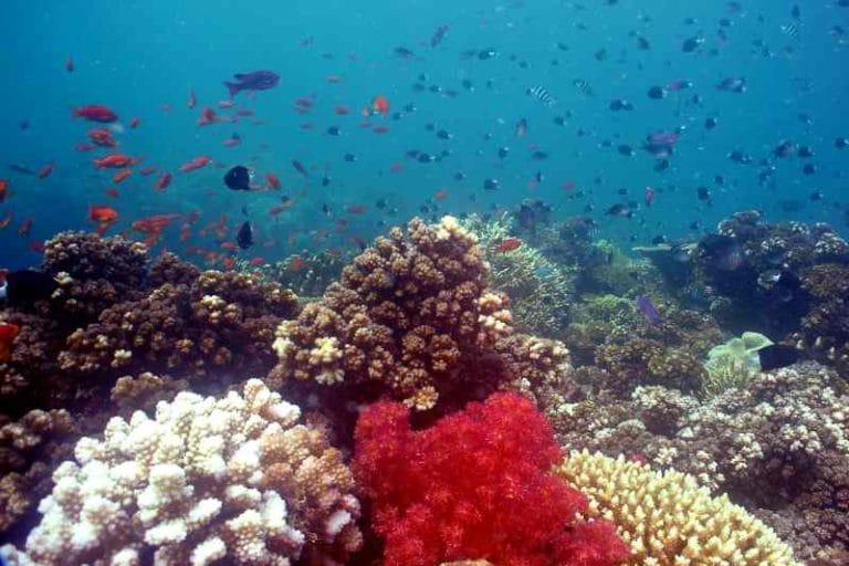 Where are the best dive sites in Fiji Fiji Islands Scuba Diving