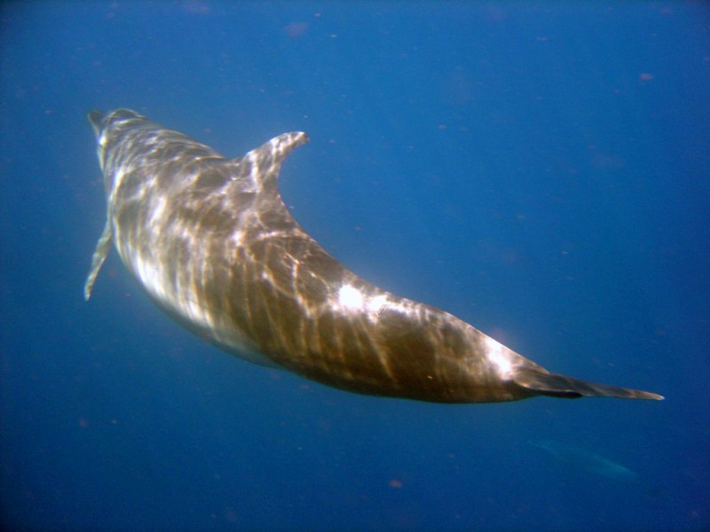 bottlenose dolphin fiji