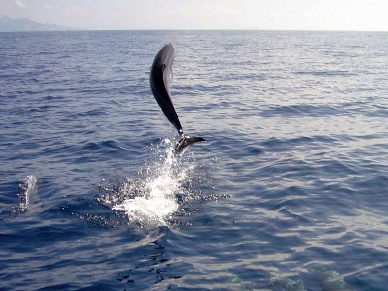 Pantropical Spotted Dolphin in Fiji