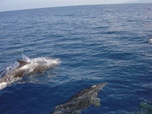 Bottlenose Dolphins In Fiji