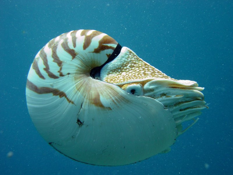 Nautiloid Fiji