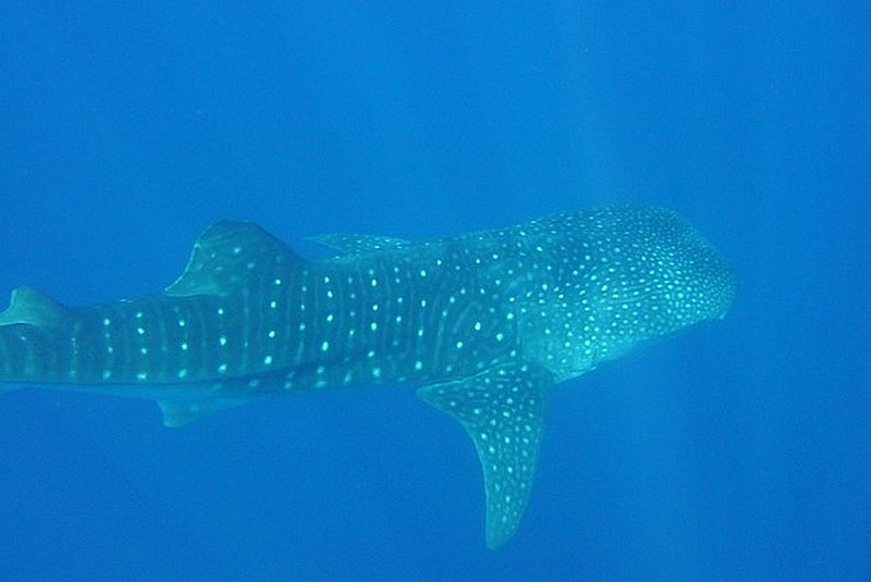 whale shark in fiji