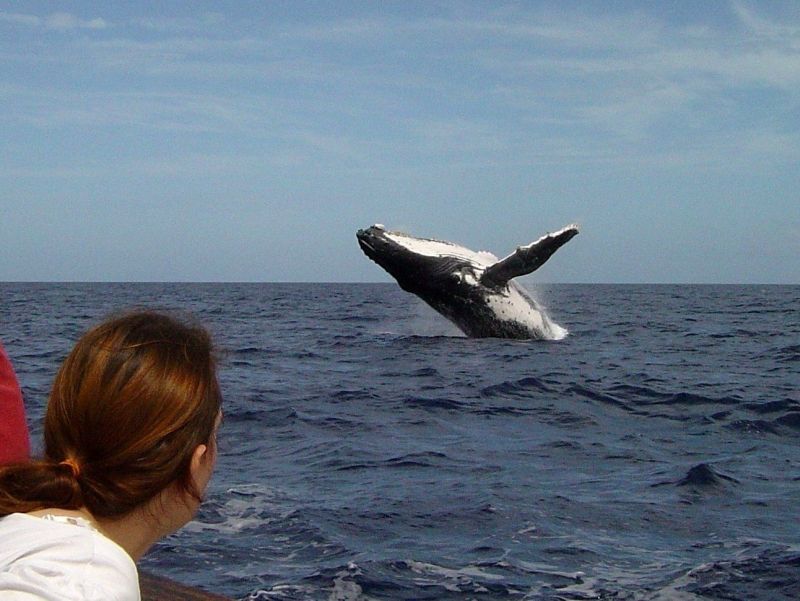 Humpback Whales in Fiji