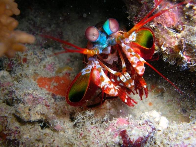 mantis shrimp in fiji