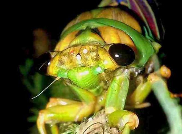 Fijian cicada, Raiateana knowlesi