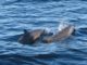 Spinner Dolphins In Fiji