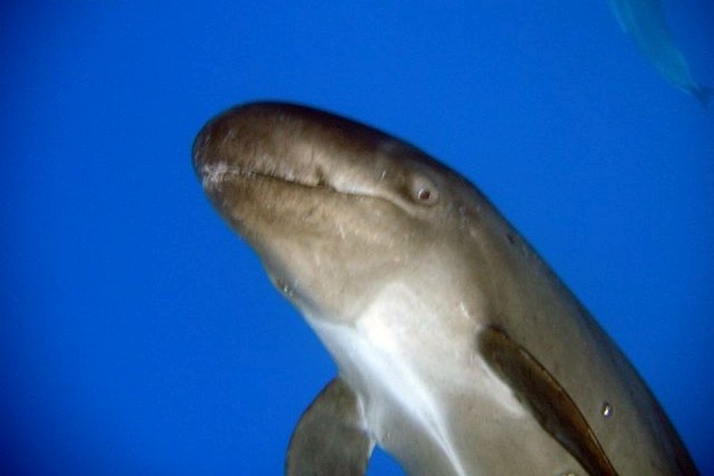 False Killer Whale in Fiji