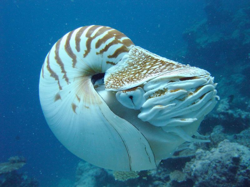 Chambered Nautilus Fiji