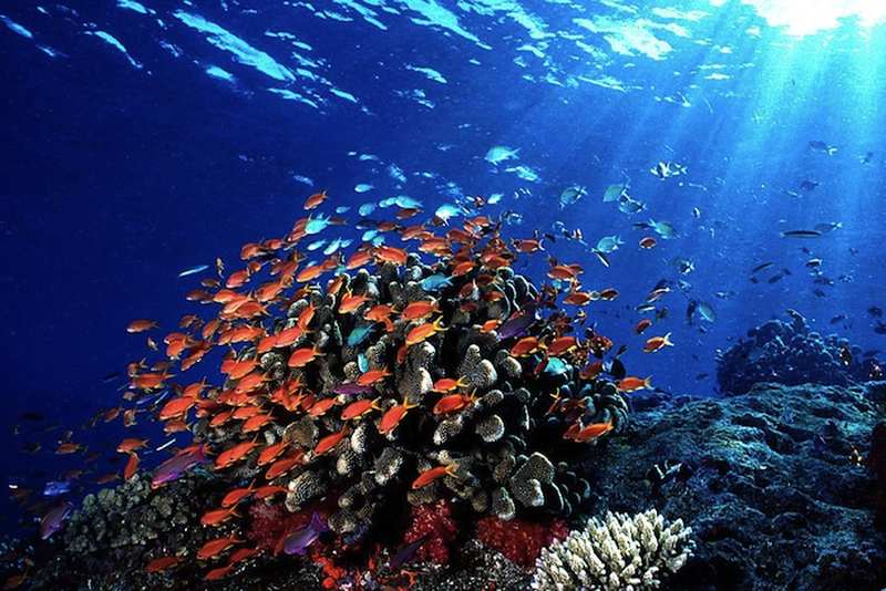 what can i see diving in fiji