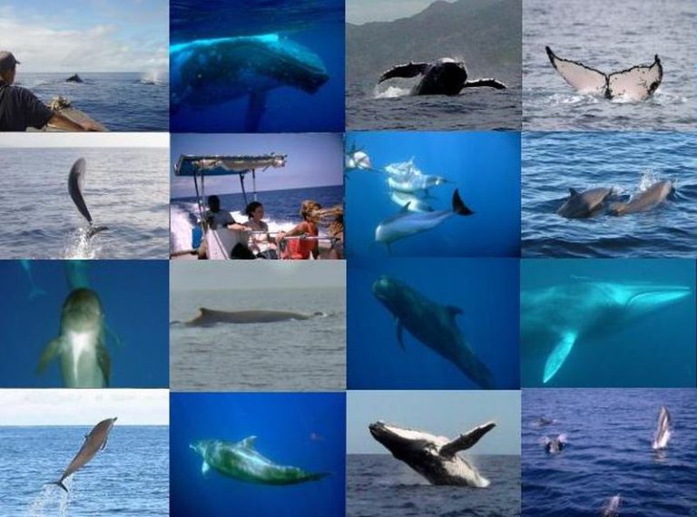 Whale And Dolphin Watching In The Fiji Islands Whale Sanctuary