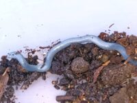 Fiji Blind Snake