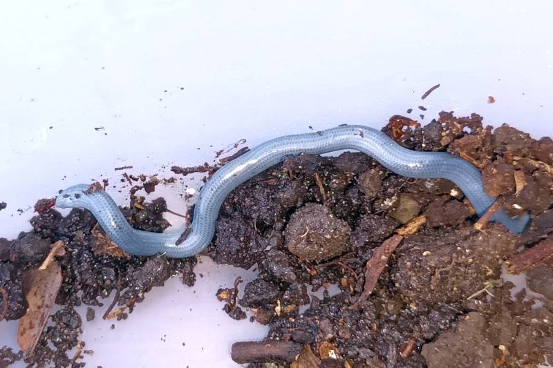 Fiji Blind Snake