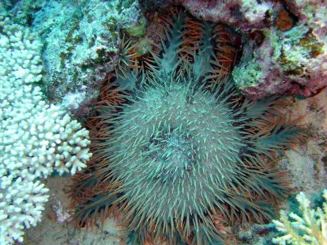 crown of thorns starfish