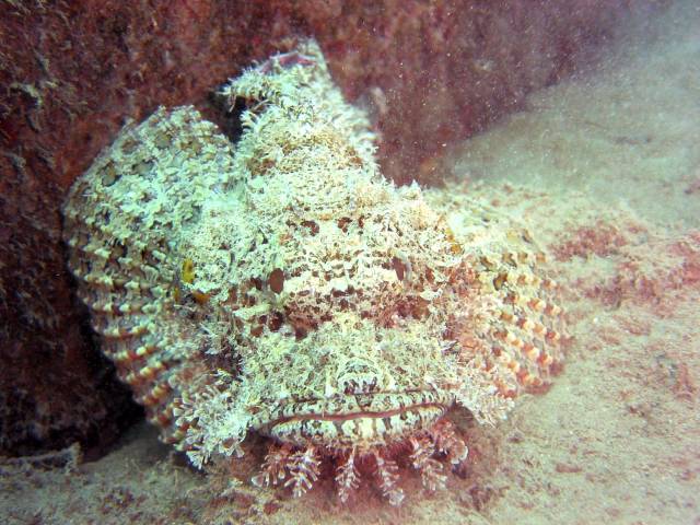 scorpion fish