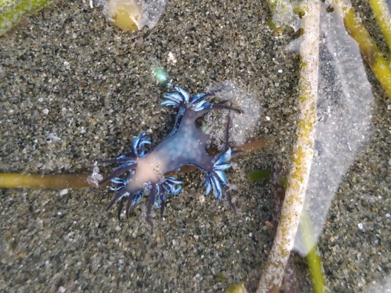 Blue Dragon -Glaucus atlanticus