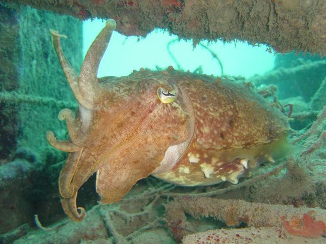 Cuttlefish