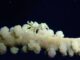The Beautiful Shrimps of Fiji’s Reefs