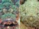 The Diverse World of Scorpionfish Species in Fiji
